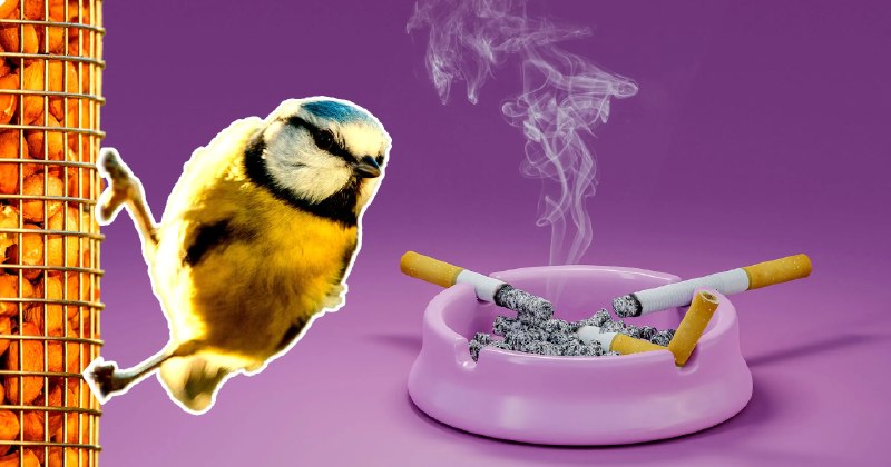 研究发现鸟类收集烟头筑巢：利用香烟毒素驱除寄生虫并改善雏鸟健康波兰罗兹大学研究团队在《动物行为》杂志发表研究成果，确认欧亚蓝山雀等鸟类正利用废弃烟头筑巢以对抗寄生虫