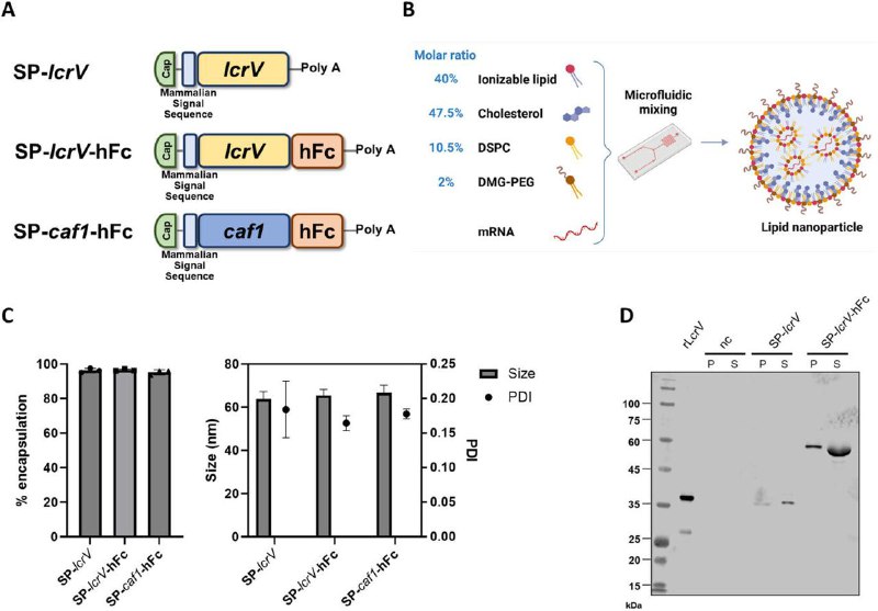 科学家开发首个 mRNA 细菌疫苗 动物试验保护率达 100%以色列特拉维夫大学和生物研究所的研究人员利用新冠疫苗技术，成功开发出全球首个针对抗生素耐药细菌的 mRNA 疫苗