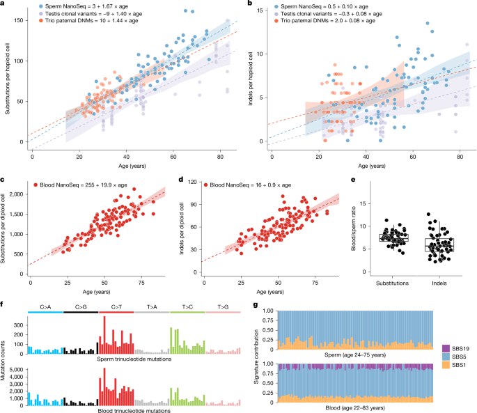 研究显示：父亲年龄增加会带来比此前认为更高的子代遗传病风险英国科学家通过对 81 份男性精子样本进行高精度测序，发现男性生殖细胞（精子）在一生中会持续积累突变，并存在广泛的正向选择