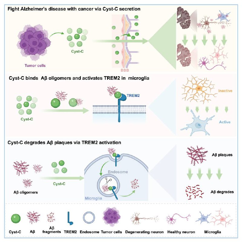 研究提示癌症与阿尔茨海默病风险下降相关：关键蛋白或起作用中国华中科技大学研究团队在《细胞》杂志发表研究显示，癌症相关机制涉及的胱抑素 C 蛋白质可能通过进入脑内并激活小胶质细胞相关通路，促进清除与阿尔茨海默病相关的错误折叠蛋白团块（如淀粉样斑块）
