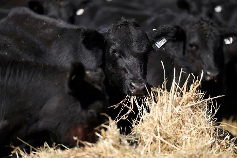 中国 6 月 20 日起对澳洲牛肉加征 55% 关税中国自 6 月 20 日零时起，对来自澳大利亚的进口牛肉在现行关税基础上加征 55%额外关税