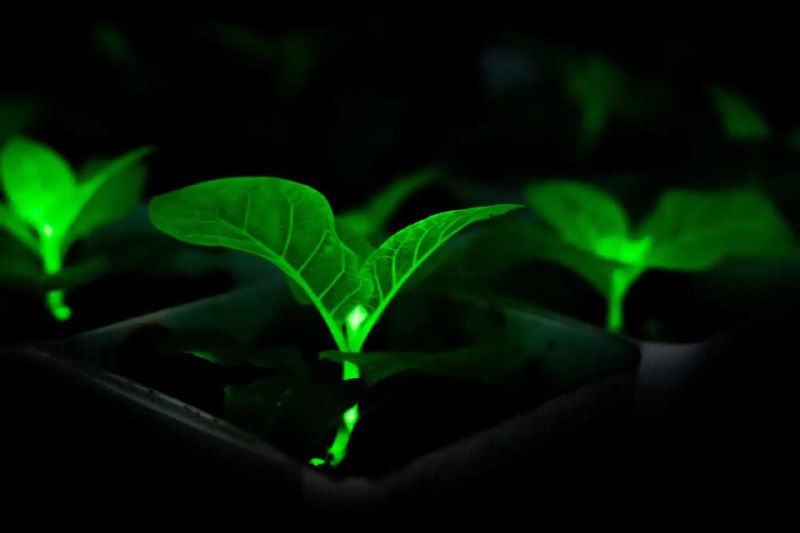 中国团队用萤火虫 DNA 造出 20 余种发光植物中国生物技术公司 Magicpen Bio 通过基因编辑技术，将萤火虫和发光真菌的 DNA 植入兰花、向日葵、菊花等 20 余种植物，使其在黑暗中自主发出可见光