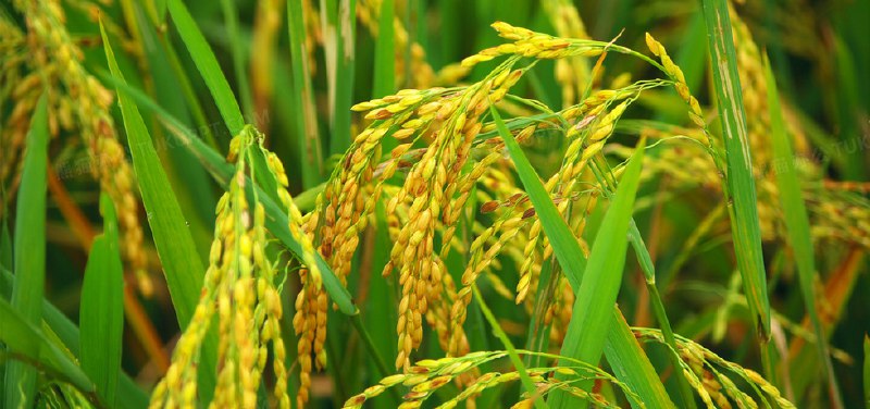 四川德昌超级杂交稻创单季亩产世界纪录，实现袁隆平 “禾下乘凉梦”🌾10 月 14 日上午，四川省凉山州德昌县超级杂交稻单季亩产 1200 公斤高产攻关德昌基地进行正式测产