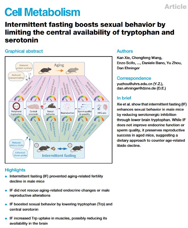 间歇性禁食或助“银发族”重燃性欲：老年雄性小鼠“当爹率”翻倍虽然男性没有类似女性更年期那样明确的生育终止阶段，但衰老仍会导致内分泌系统变化、睾丸功能下降以及精子数量和质量的变化