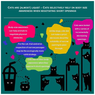 猫猫果然是水做的匈牙利Eötvös Loránd大学的研究团队近日在《iScience》杂志上发表了一项关于猫身体意识的研究，揭示了猫在通过狭小空间时的行为策略