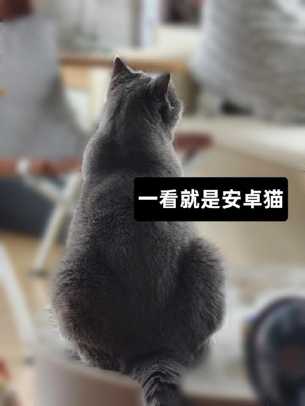 ColorOS 陈希谈“安卓猫与苹果猫”标签，呼吁以实力打破偏见ColorOS 负责人陈希今日在微博发文，回应网络上关于“苹果思维”和“安卓思维”的讨论