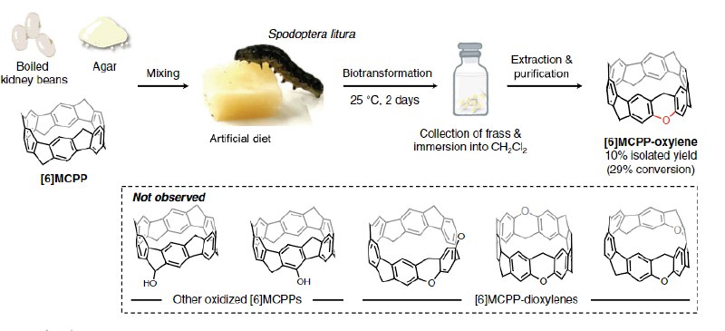昆虫化工厂：毛毛虫“炼”出碳纳米新材料！日本名古屋大学的科学家们带来一项突破性研究，他们成功利用烟草夜蛾（Spodoptera litura）幼虫在体内“合成”出了一种新型的氧掺杂分子纳米碳材料 