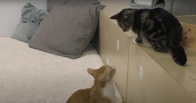 猫咪也会模仿同伴的面部表情来促进社交关系近日，《Scientific Reports》发表的一项研究首次证实，家猫（Felis catus）在社交互动中存在快速面部模仿（Rapid Facial Mimicry, RFM）现象，尤其在亲和性互动（如玩耍、互相蹭鼻、并肩休息）中更为常见