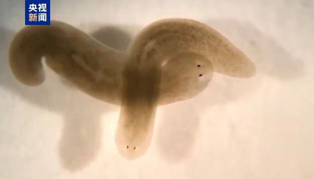 “虫虫我啊，要上天啦！”，神舟二十号携涡虫开展太空再生医学实验神舟二十号瞄准今天（24 日）17 时 17 分发射