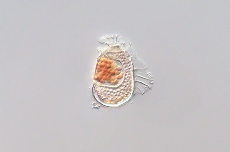 带有奇异基因组的微生物或正演化为病毒研究人员在一种名为Citharistes regius的海洋甲藻中发现了一个微生物Sukunaarchaeum，其基因组极小，几乎完全专注于自我复制