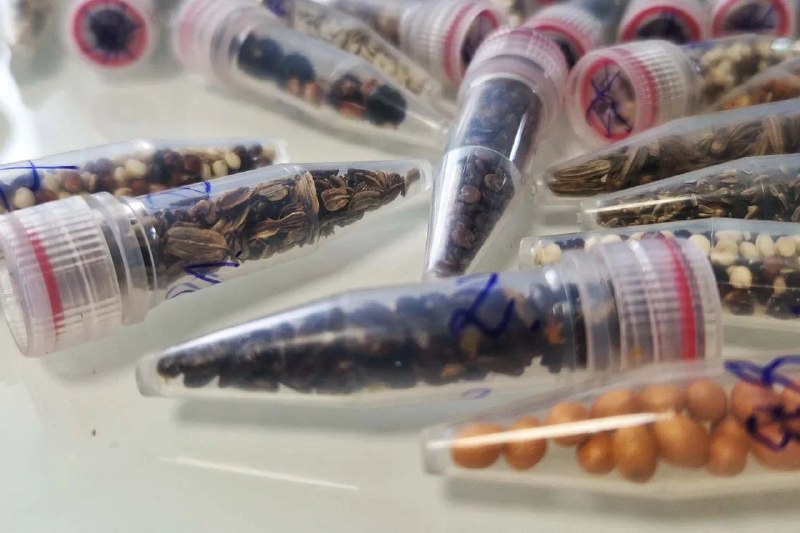 科学家首次将大麻种子送入太空，探索未来星际农业可能北京时间6月24日凌晨，SpaceX猎鹰9号火箭搭载包含大麻种子的生物孵化器MayaSat-1升空，执行首次极地低地球轨道生物实验