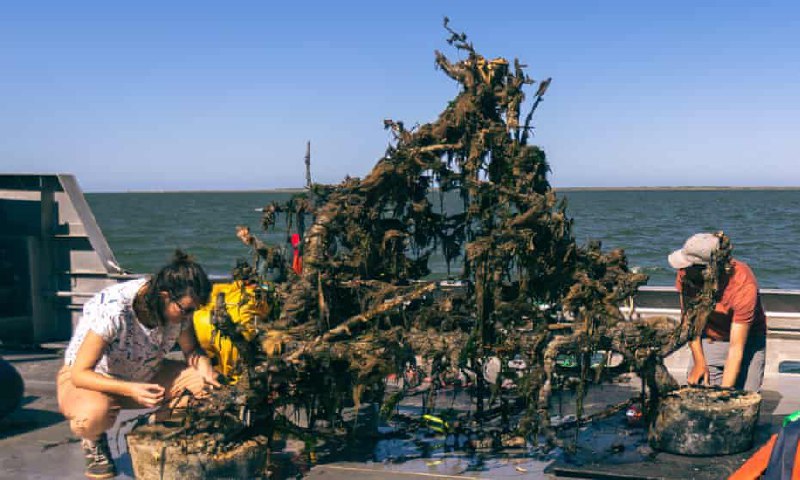 研究发现，由树木制成的珊瑚礁有助于恢复生物多样性科学家发现，由沉没的树木形成的珊瑚礁可以帮助恢复退化海洋栖息地的生物多样性