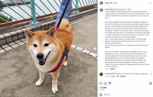 R.I.P：知名表情包柴犬Cheems术后不幸去世8月18日，柴犬梗图的原型狗狗Balltze主人宣布，Balltze在一场胸腔手术后永远的离开了这个世界，并希望大家不要为此感到悲伤，它已经完成了自己的使命，希望大家能记得Balltze为这个世界带来的欢乐