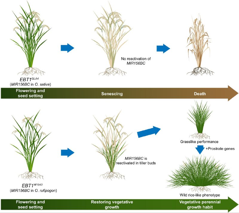 中国科学家培育出长寿水稻，揭开水稻“返老还童”的基因奥秘​中国科学院分子植物卓越中心韩斌院士与王佳伟团队在《科学》（Science）杂志发表封面论文，系统揭示了水稻从多年生向一年生演变的遗传机制，并成功克隆出关键基因位点 EBT1