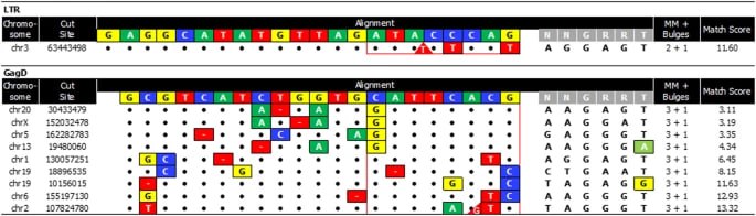 科学研究：单次注射基因疗法能清除艾滋病病毒美国坦普尔大学刘易斯·卡茨医学院的科学家17日报告称，基于CRISPR-Cas9基因编辑技术EBT-001可以安全有效地将SIV（猴免疫缺陷病毒）从非人灵长类动物的基因组中去除